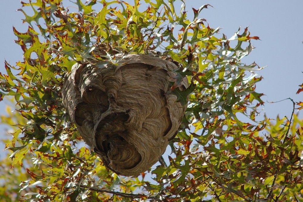 hanging yellowjacket nest in tree
