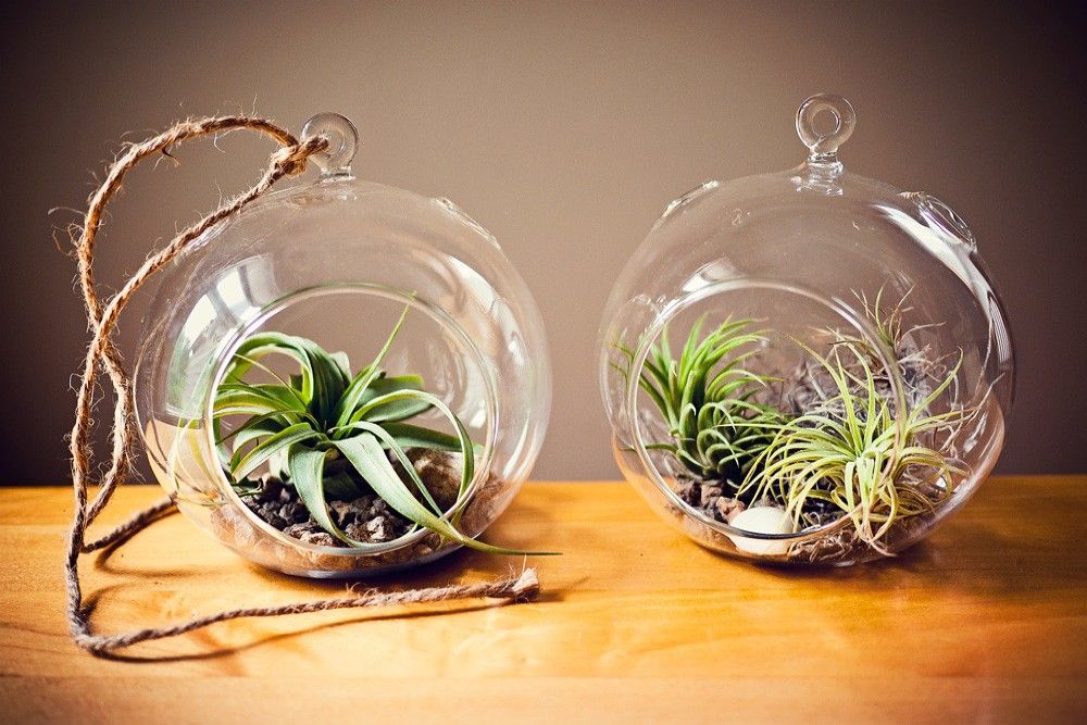 Air plants in two glass globes
