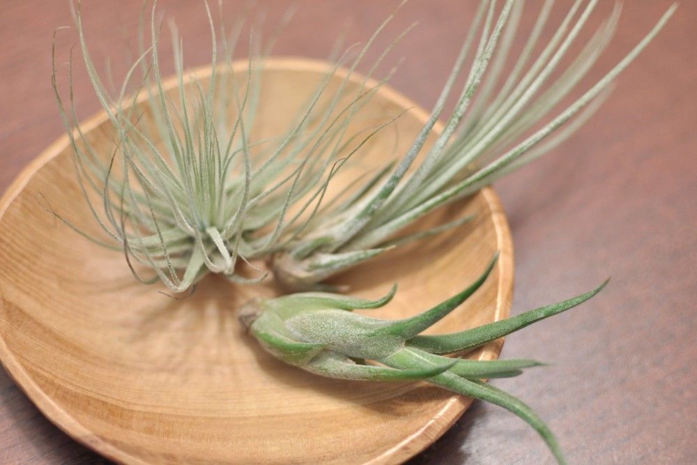 air plant on a brown surface