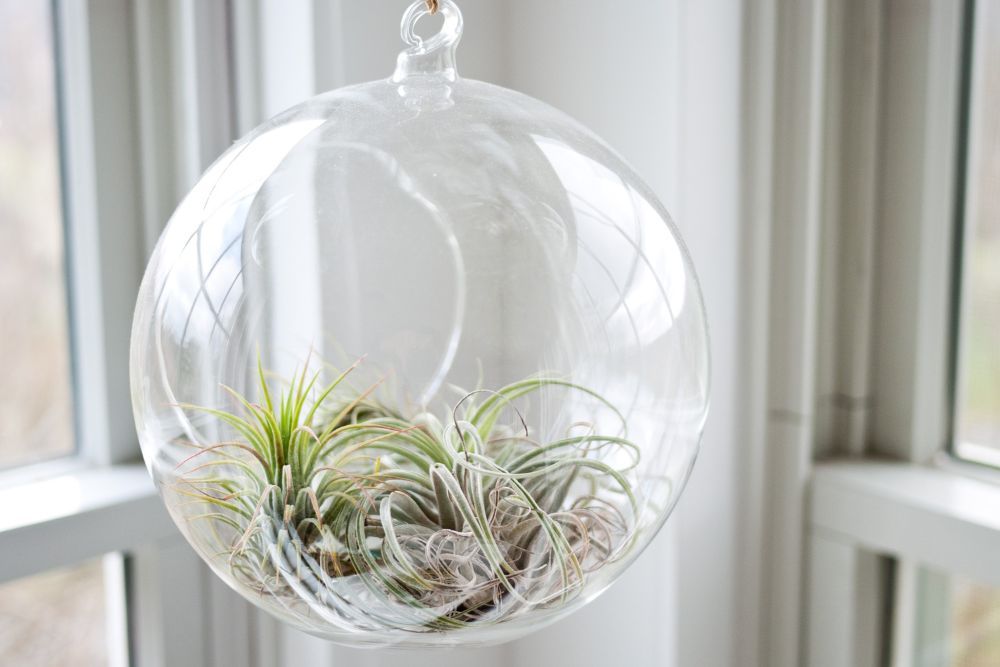 air plants in a glass sphere