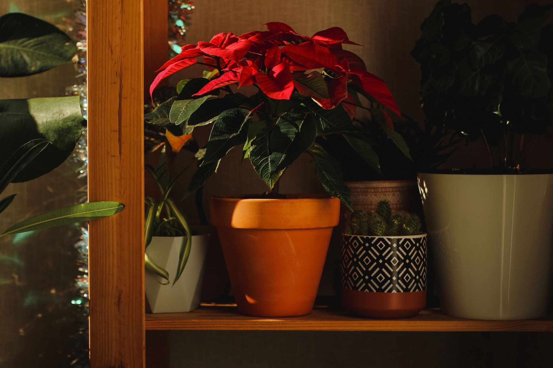 Poinsettia on a shelf with other plants