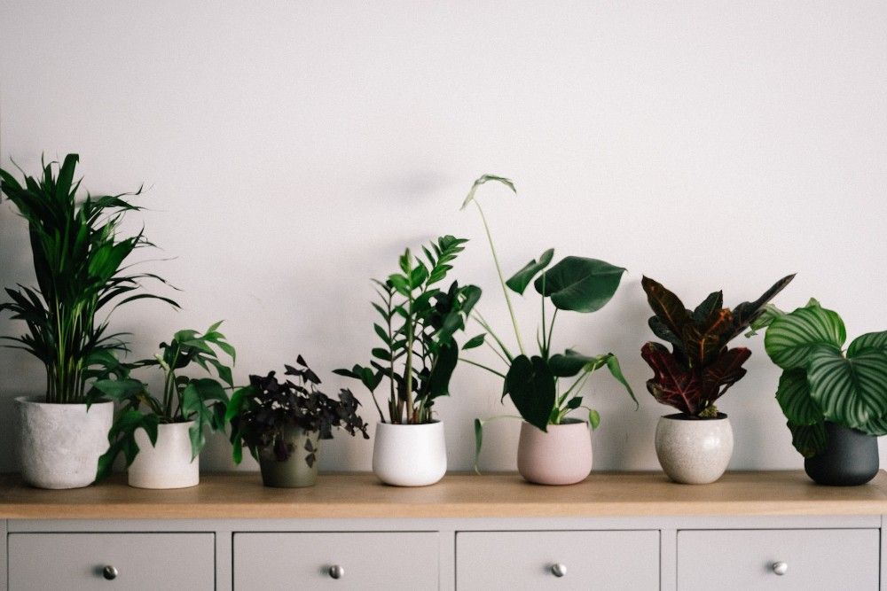 Houseplants on a white shelf