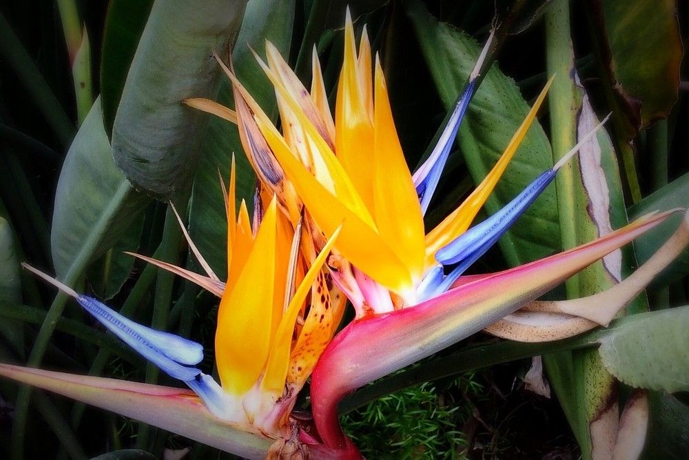 tropical plants bird of paradise flowers