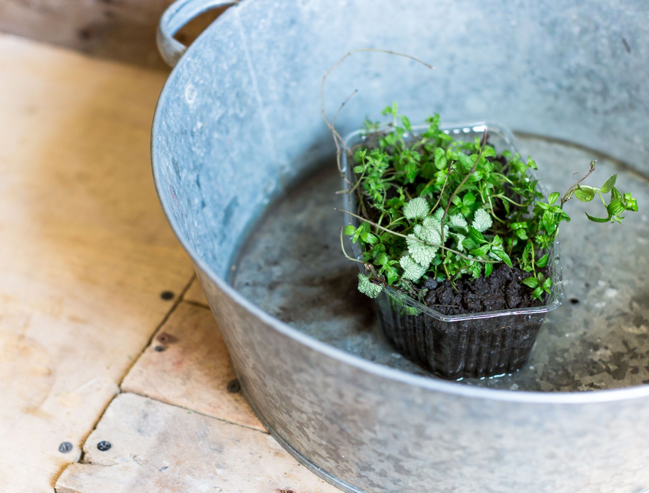 floral decor, gardening, care concept. on the rough wooden surface of floor there is aluminum basin with water on the bottom of it and plastic box full of wet soil and curly green plant