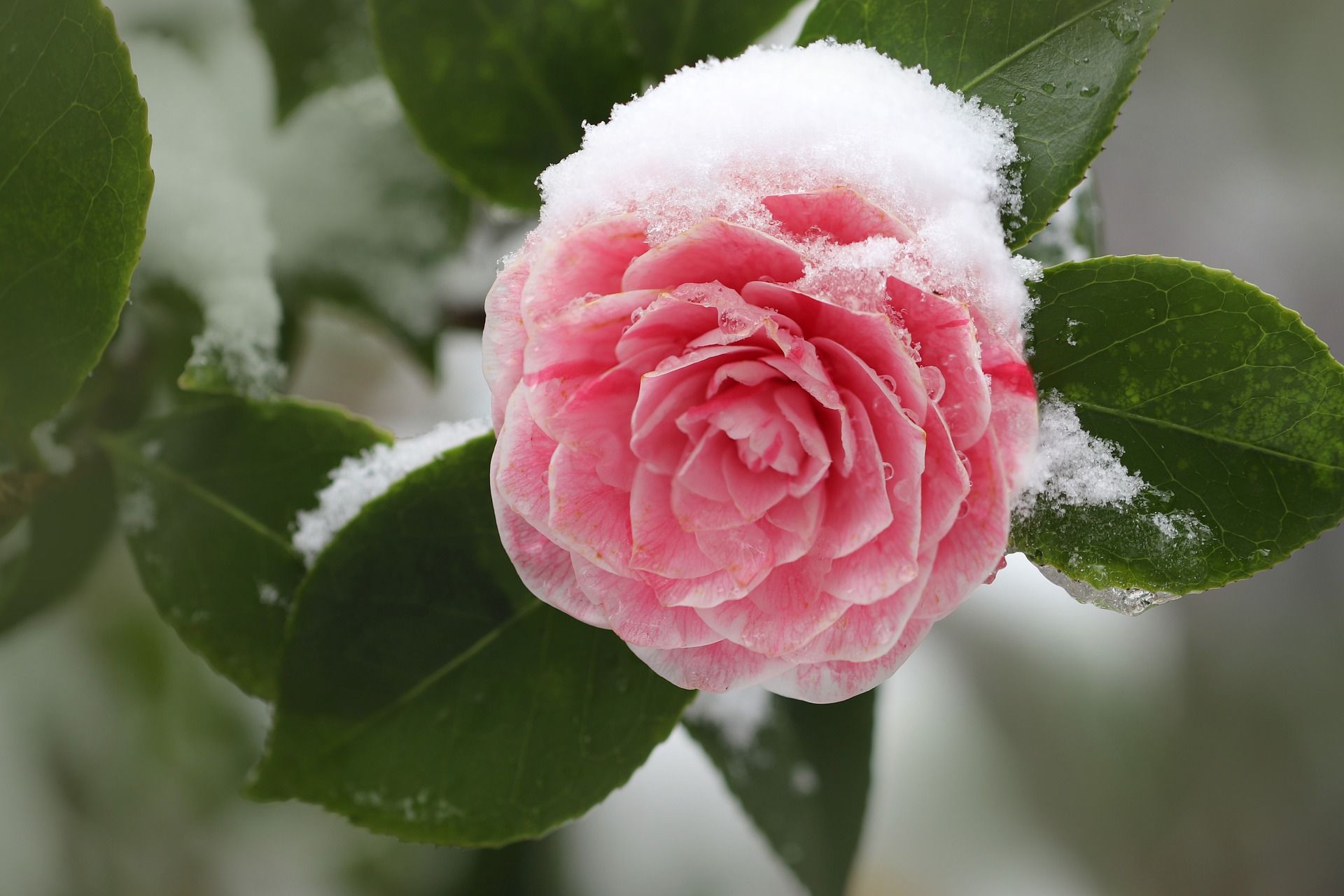 Camellia flower in snow