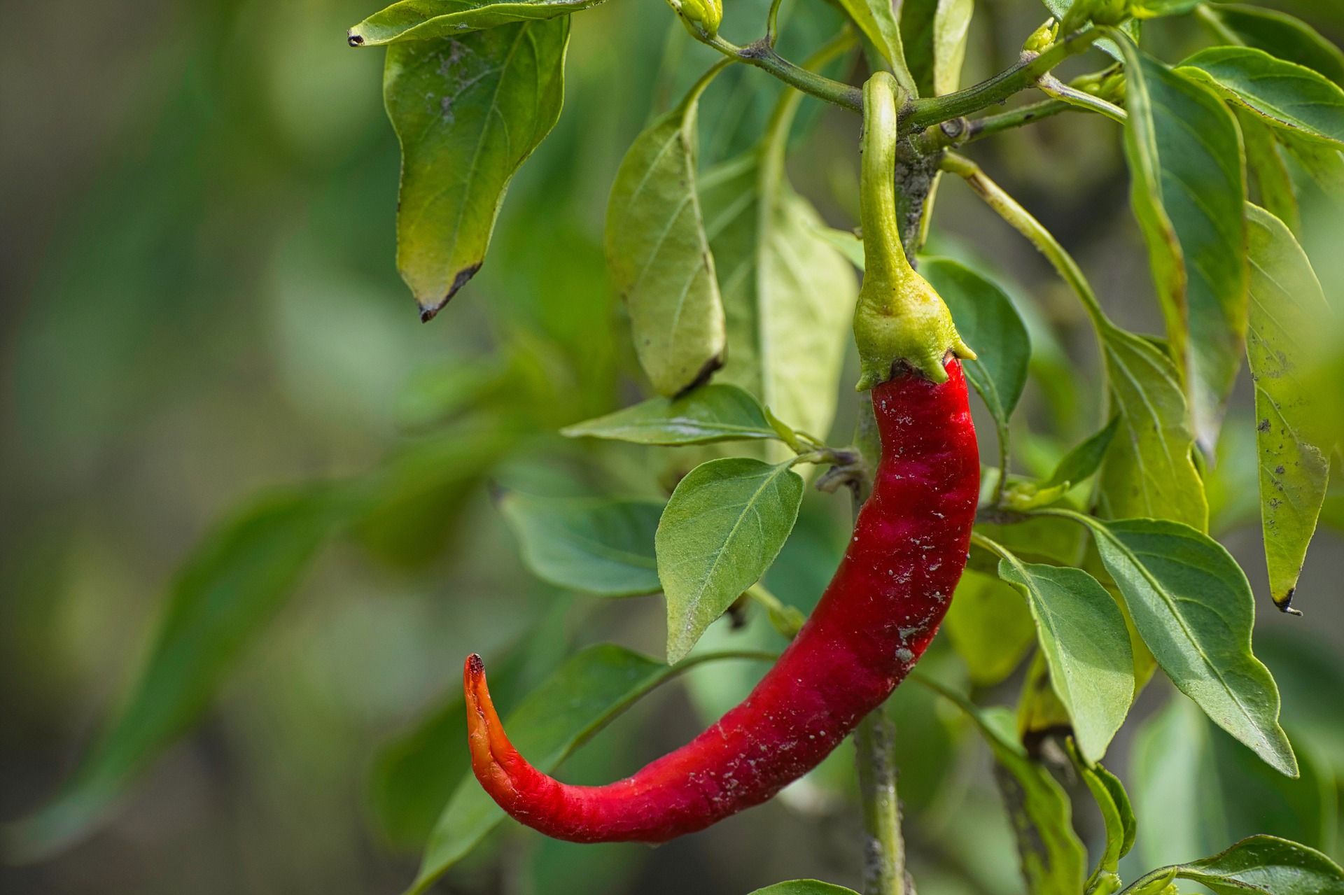 Chili pepper plants