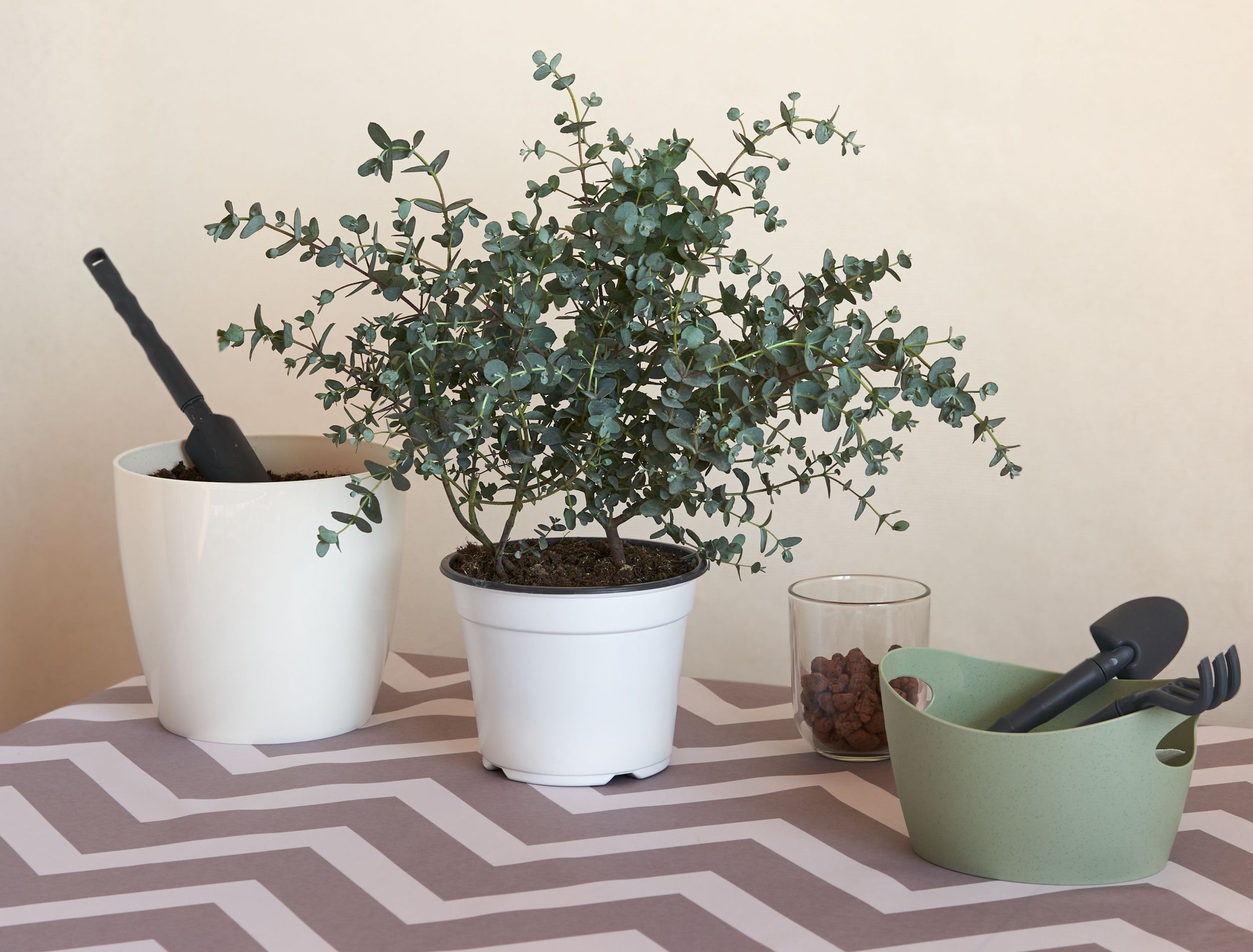 How To Grow Eucalyptus Indoors