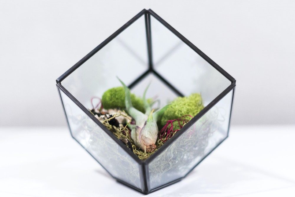 Air Plant in Geometric shaped holder