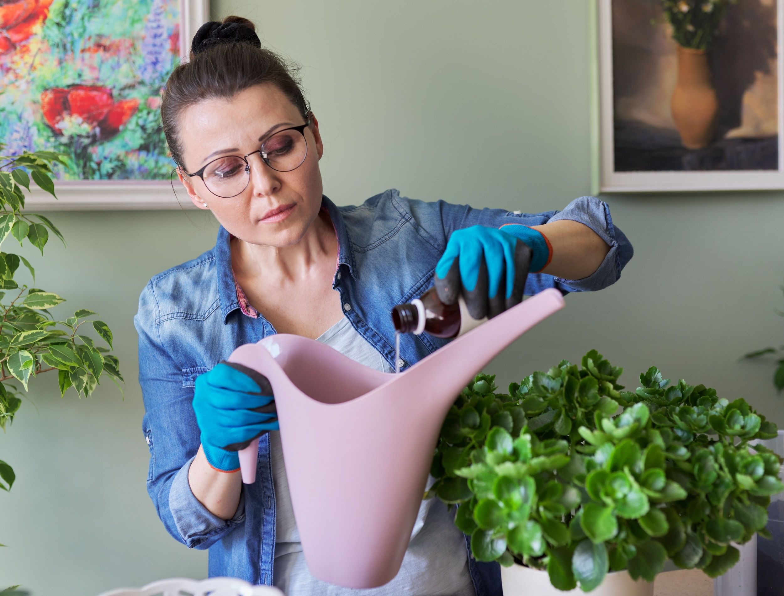 Woman pours liquid mineral fertilizer, in watering can with water. Cultivation and caring for indoor potted plants. Hobbies and leisure, home gardening, houseplant, urban jungle in apartment