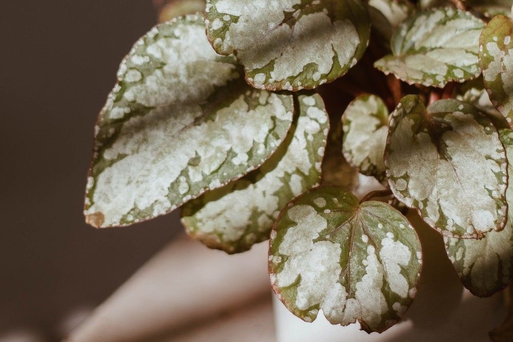 green and white begonia