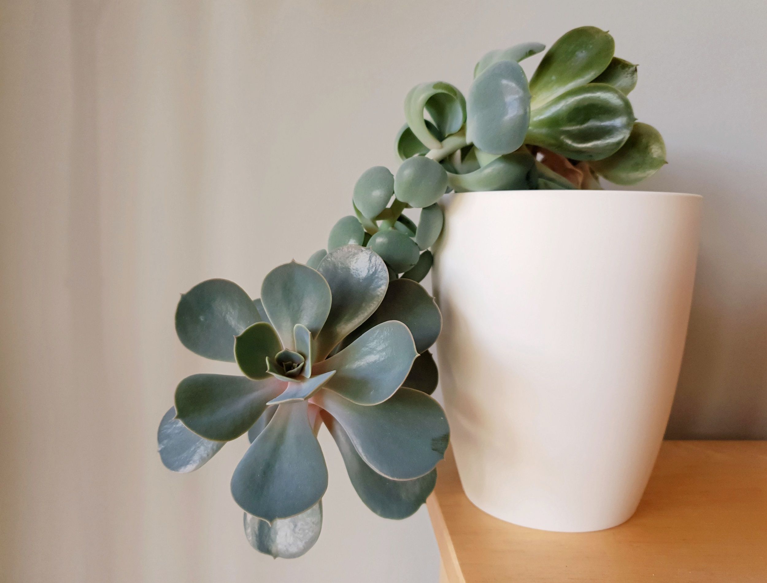 Why Your Succulents Are Leggy or Stretched