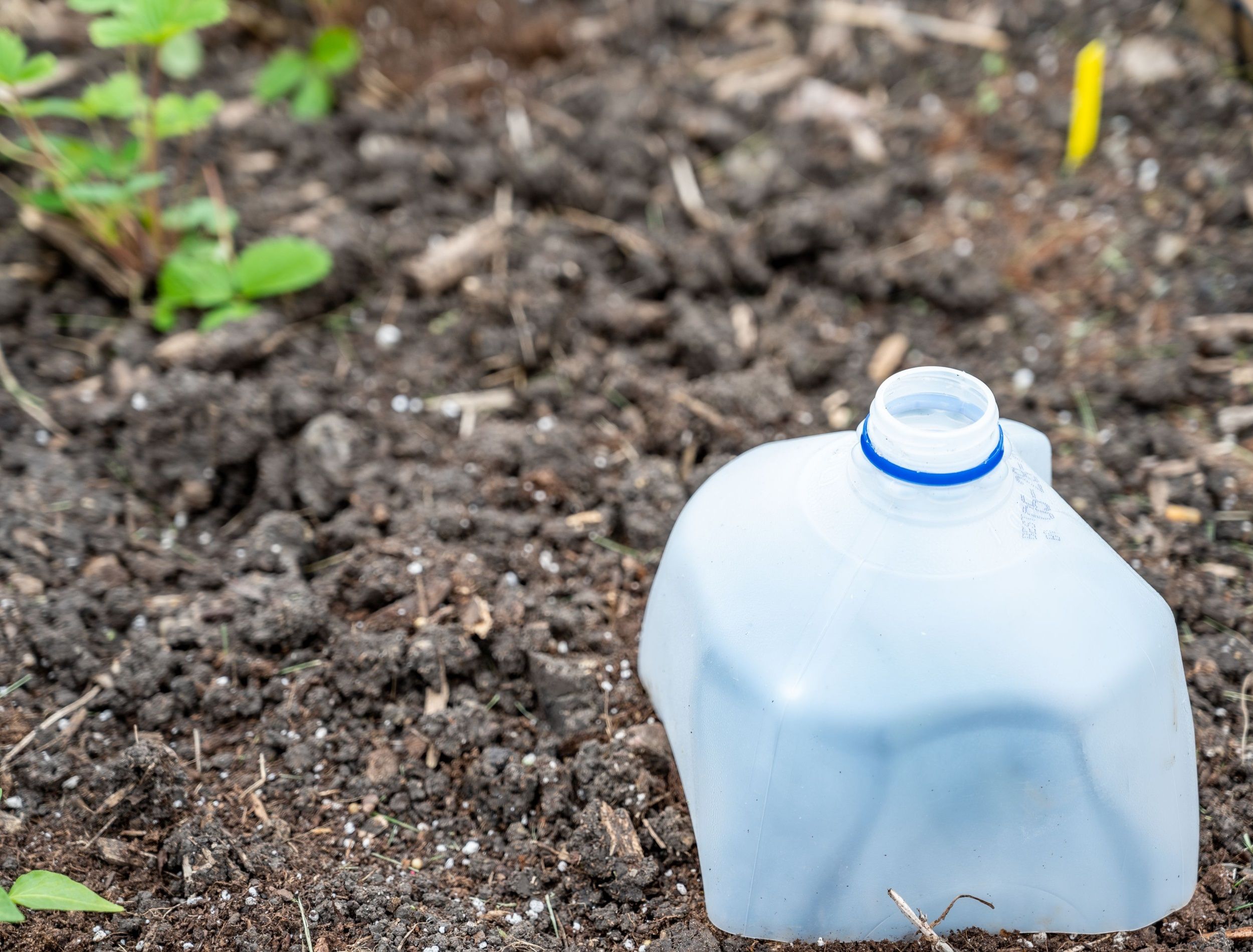 Plastic milk jug cut in half to cover garden plants to protect from pests