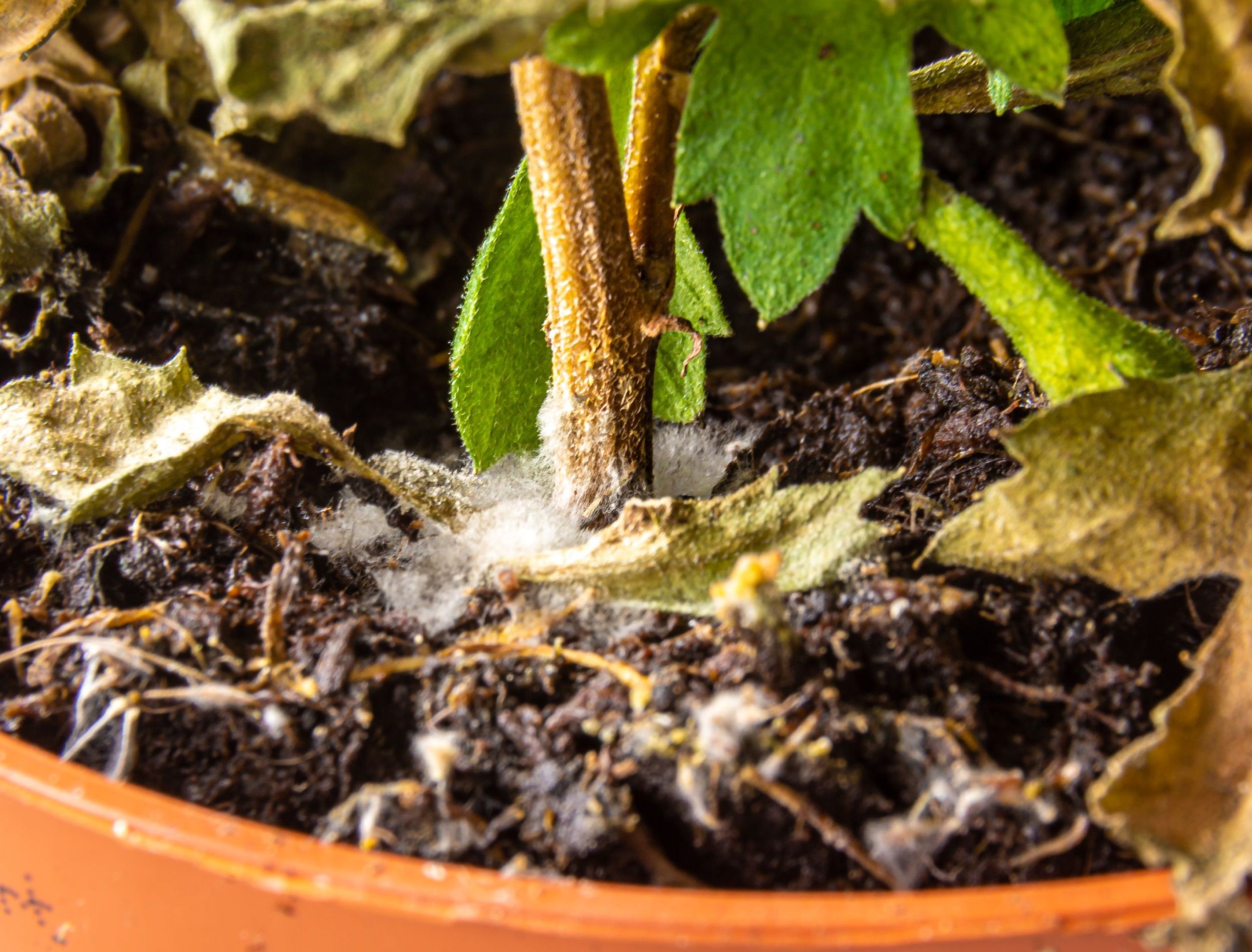 a houseplant in a pot from waterlogging of the soil and lack of fresh air is covered with mold, selective focus