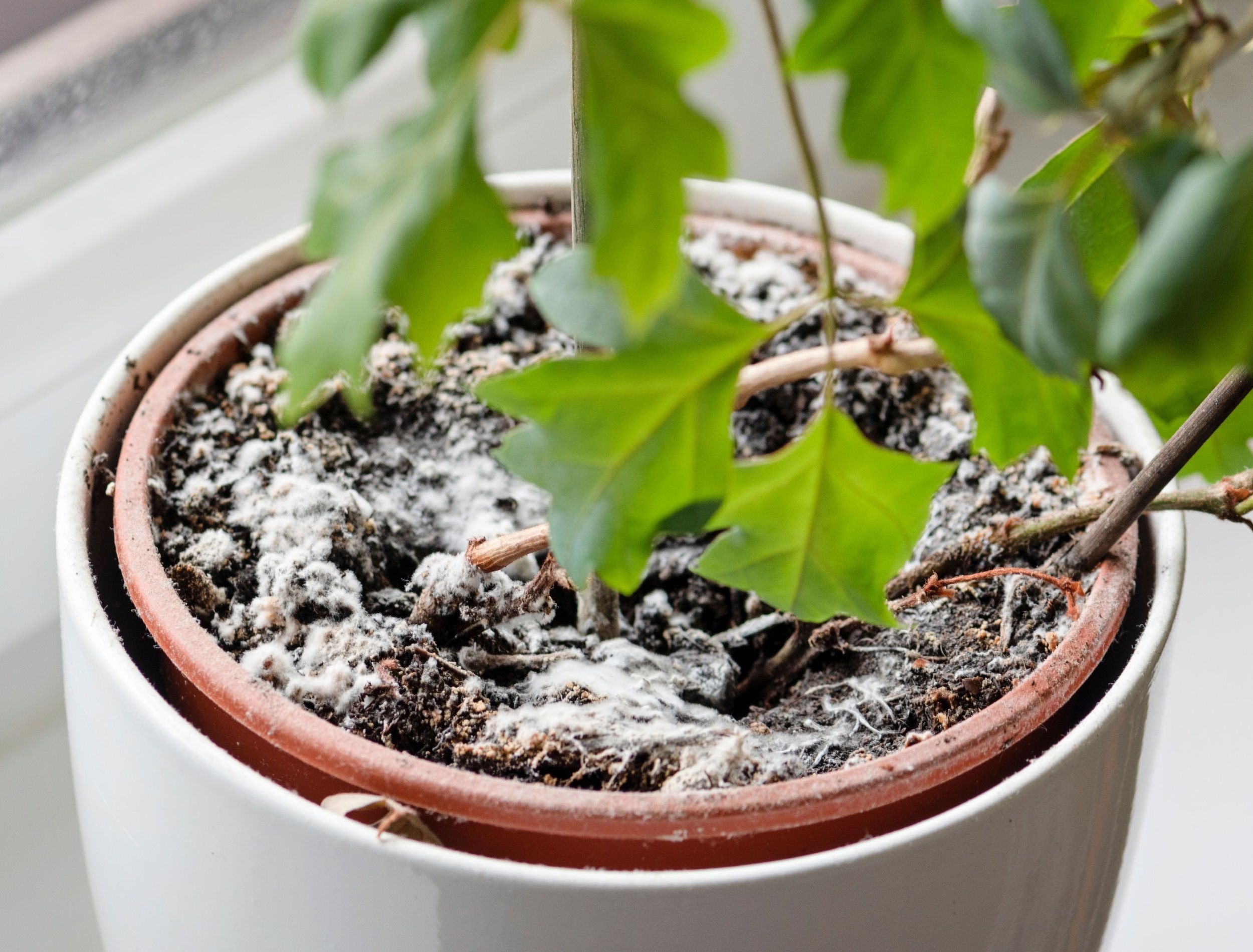 How To Get Rid of Mold in Houseplant Soil