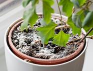 Why Is There Mold Growing On My Plants Soil At John Proper Blog