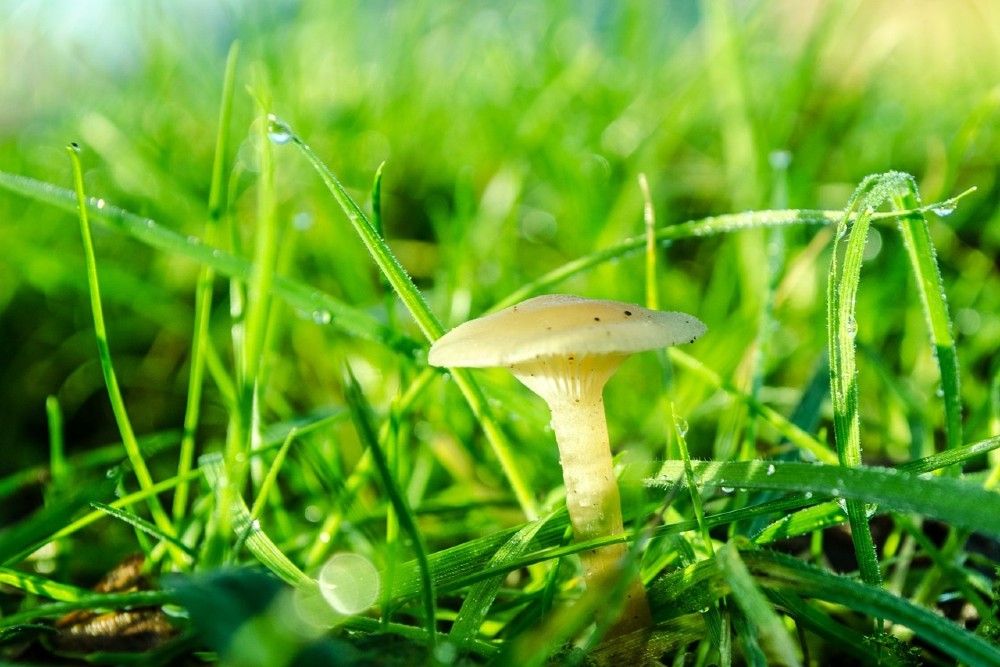 one mushroom growing in green grass