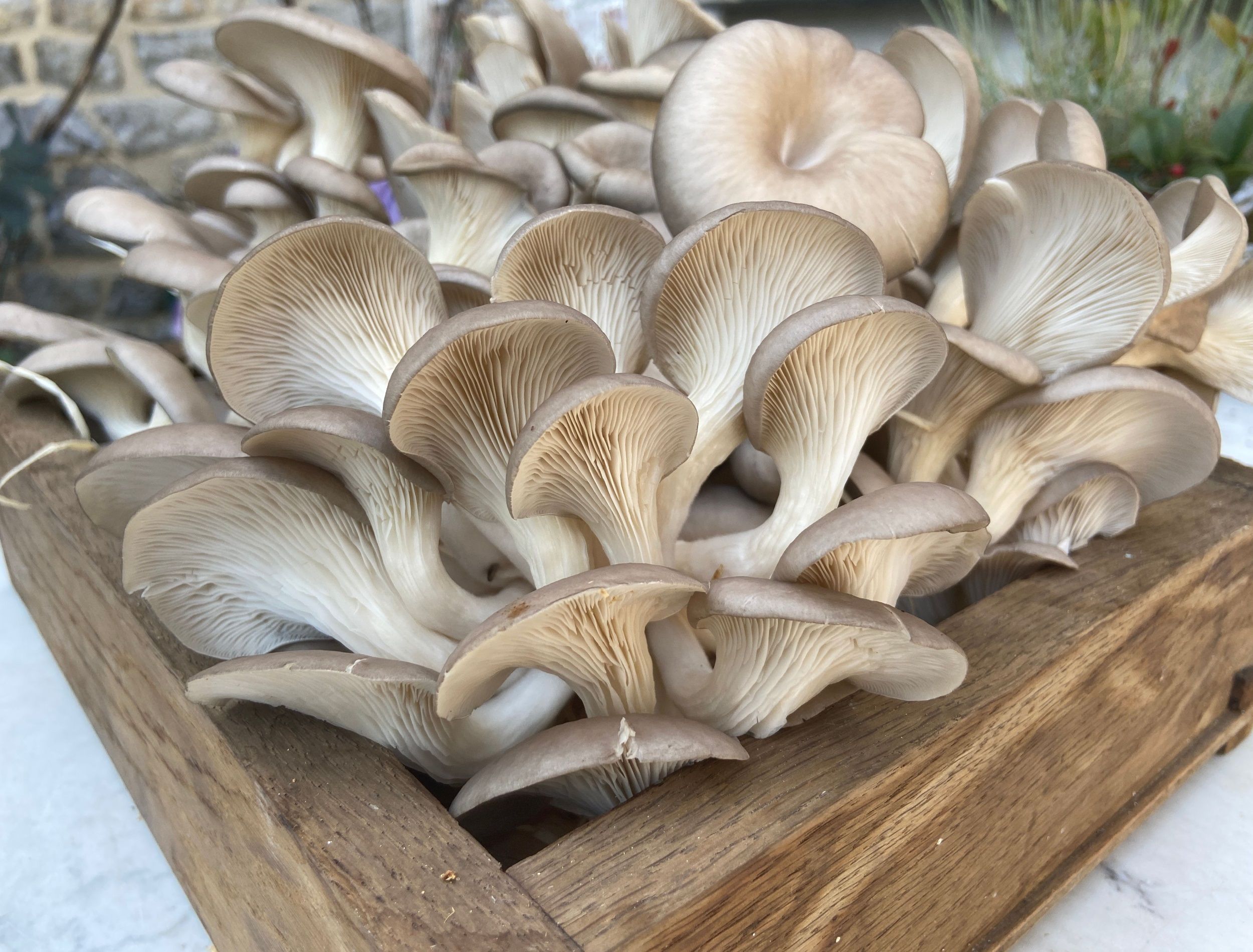 How To Grow Mushrooms in Coffee Grounds