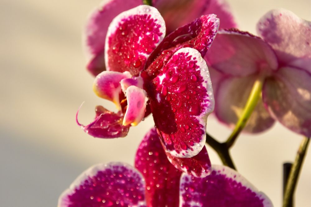 orchid with mist droplets
