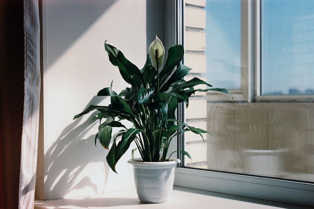 Peace Lily on a window sill