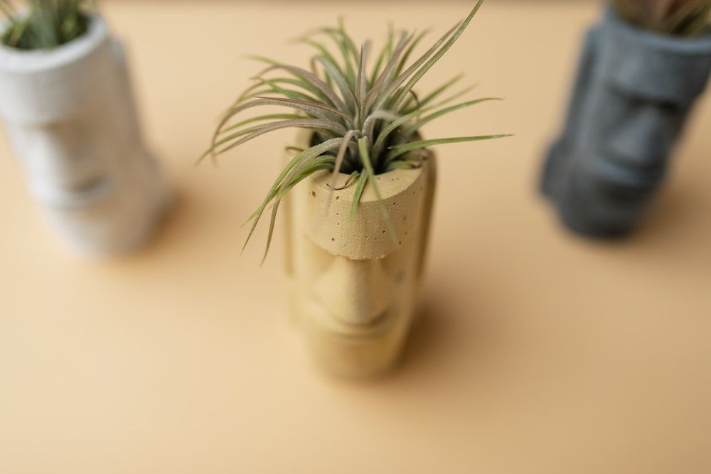Tiny Tillandsia Plant in Ornamental Head Shaped Plant Pot