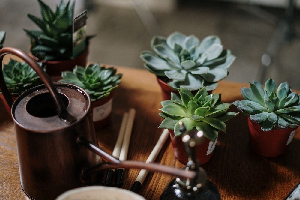 green succulents and brown watering can on table