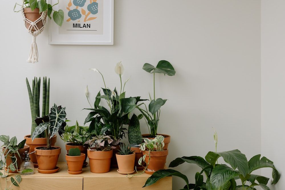 Potted Green Plants inside the House