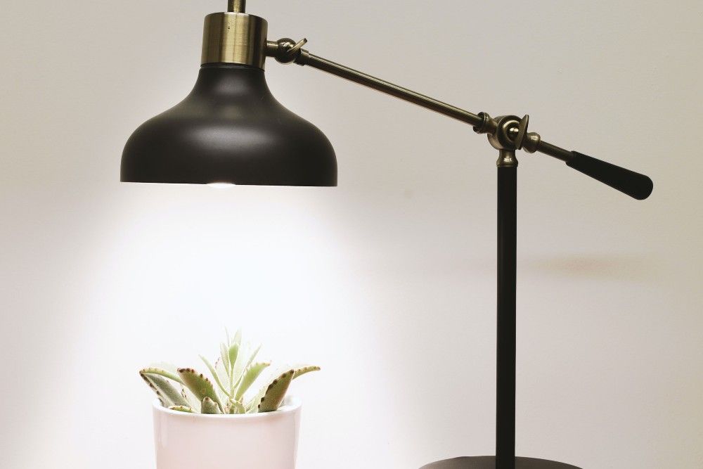black lamp over plant