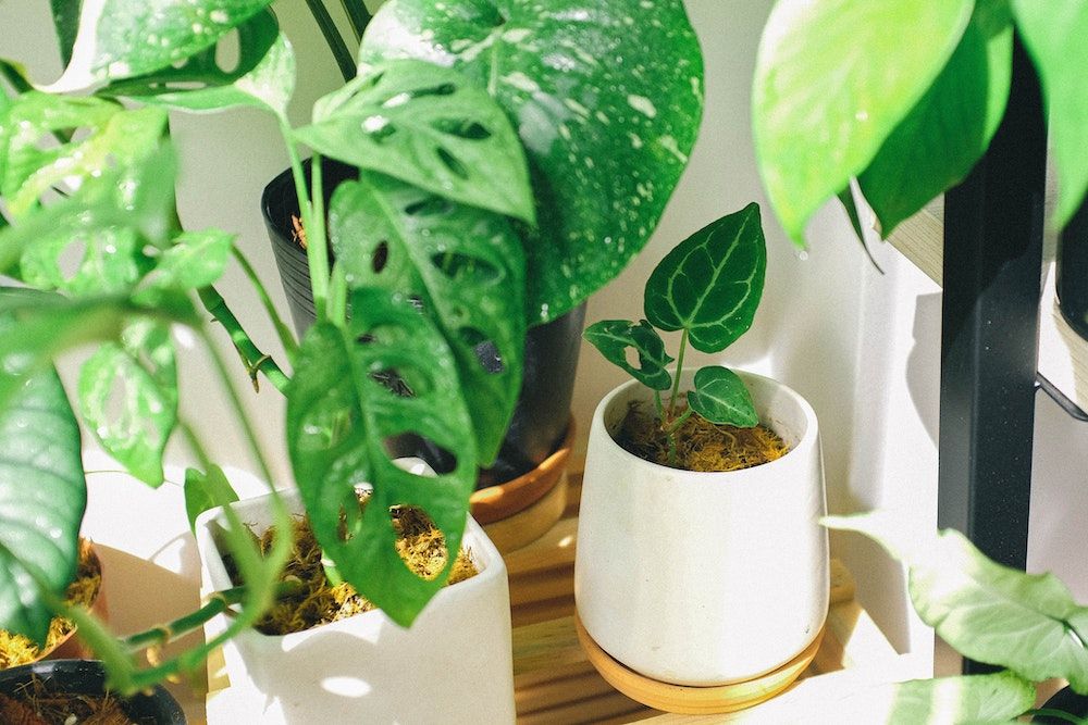 Indoor Plants in green color