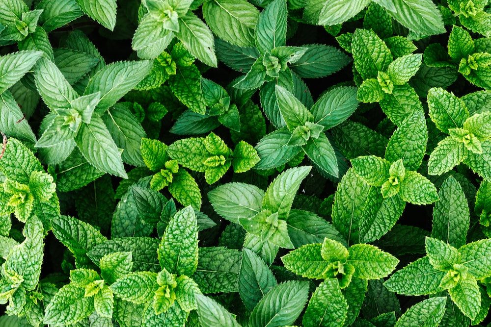 Are Terracotta Pots Good For Plants?