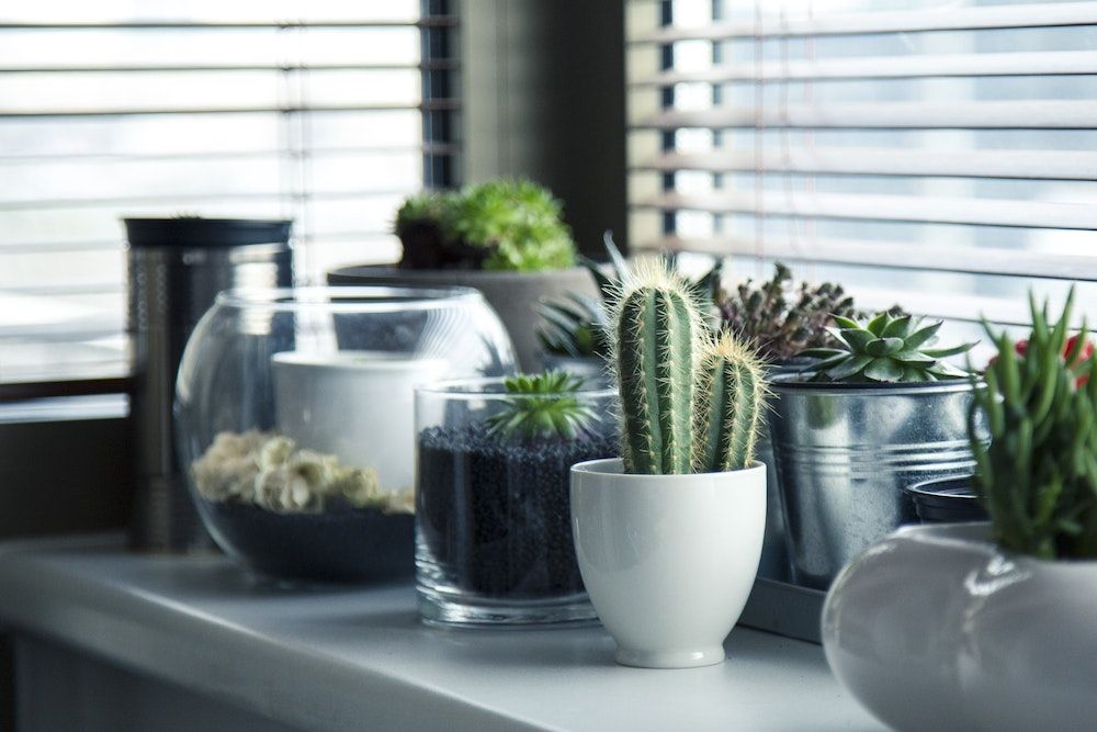 Cactus Plant on Top White Table
