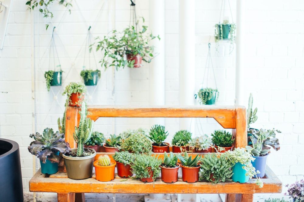 Different potted green plants on wooden shelves