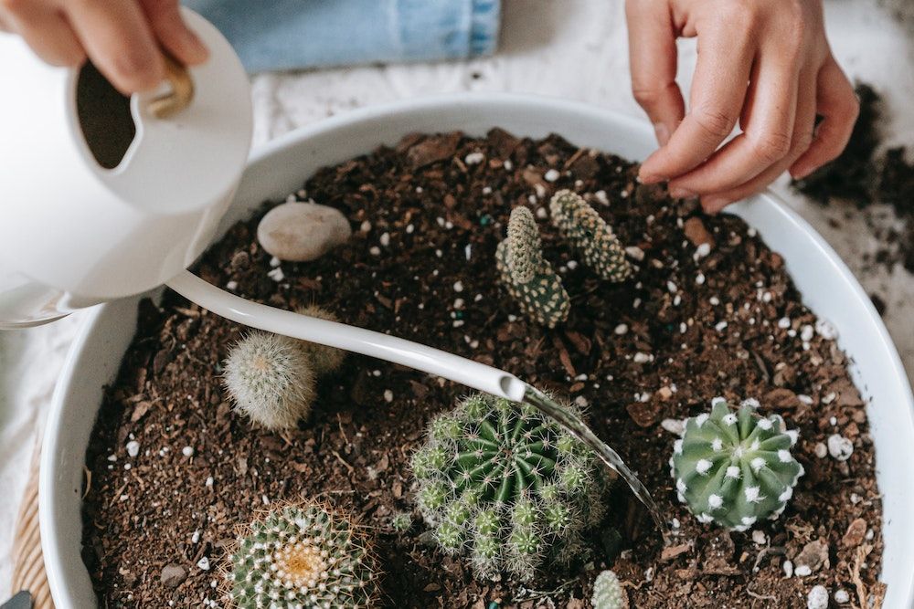 watering cacti with white watering can