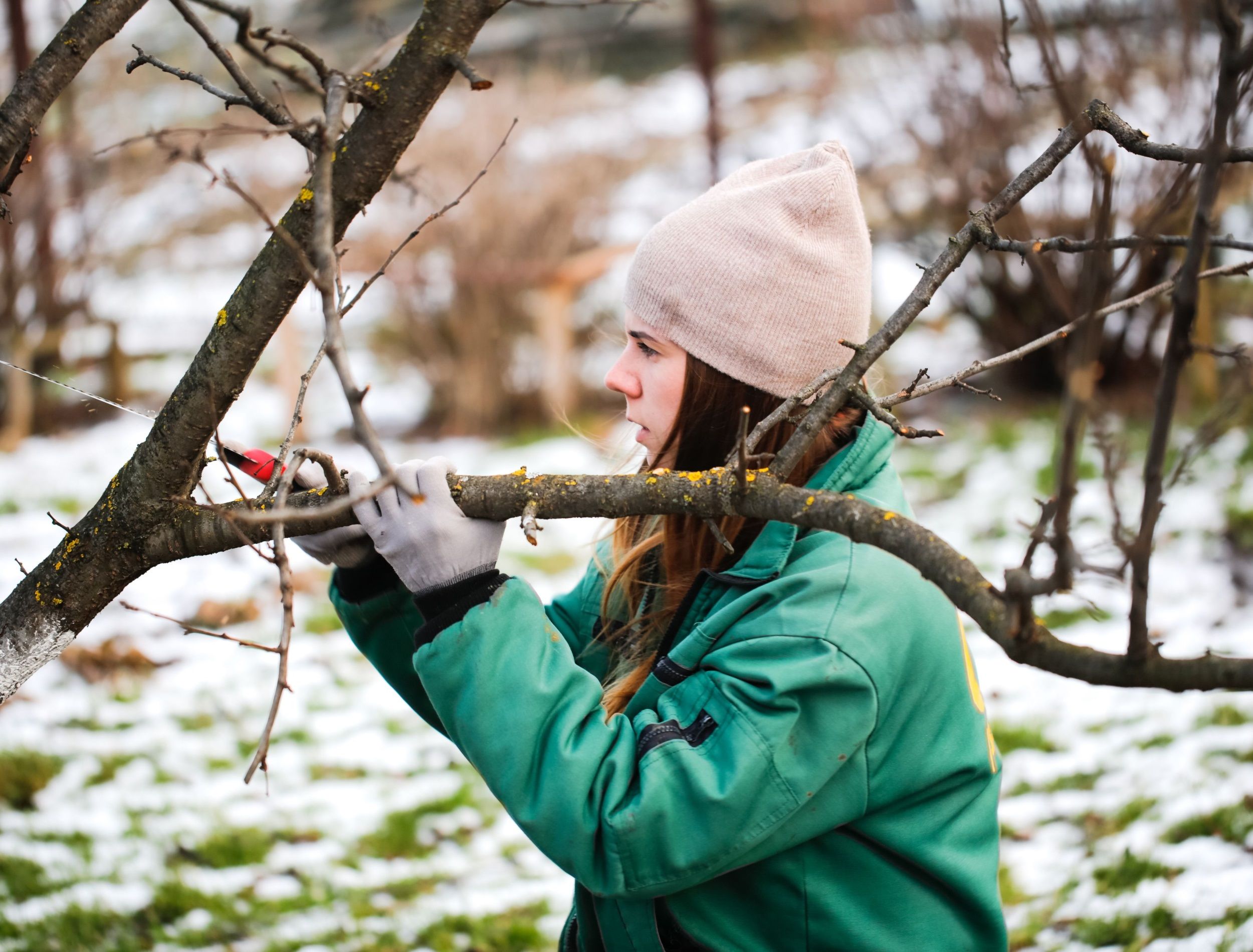 Pruning Apple Tree in the Winter