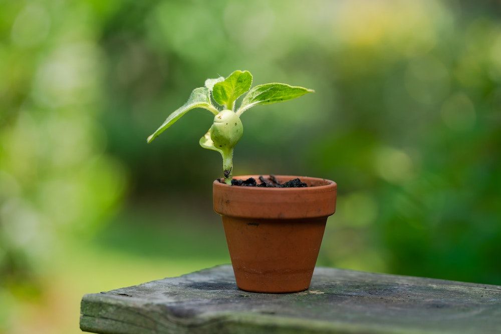 single green plant growing in clean terracotta pot