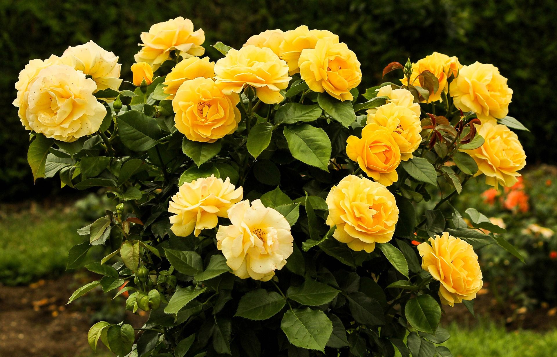 yellow rose bushes