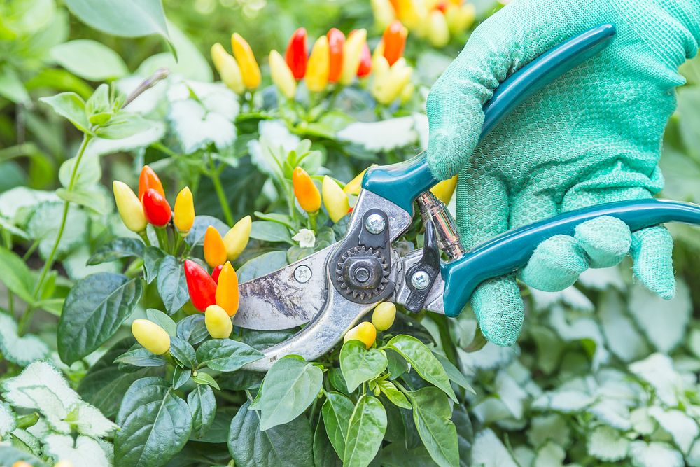 Hand in green gloves with pruning shears and chili pepper