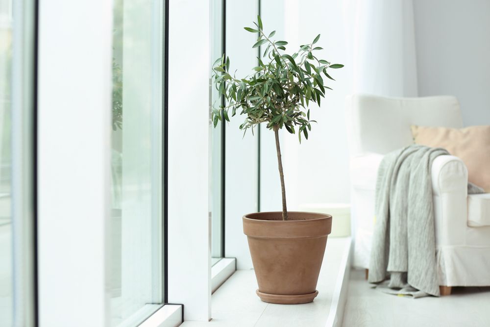 How to Grow Olive Trees Indoors