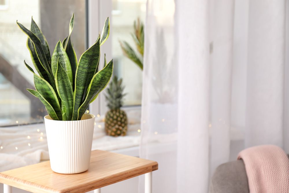 7 Indoor Plants That Barely Need Water