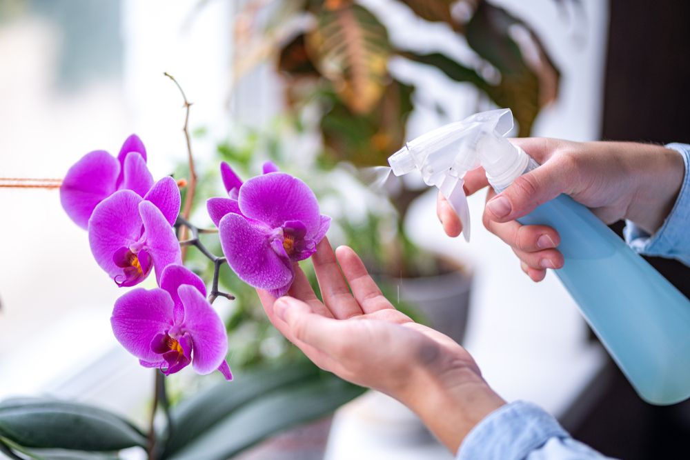spraying orchid flower with pure water from a spray bottle