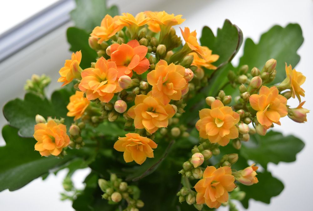 Kalanchoe blossfeldiana. Kalanchoe plant with orange flowers.