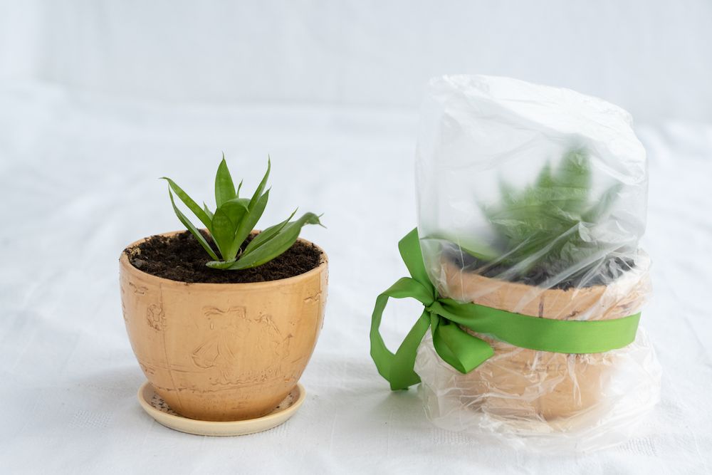 houseplants with plastic covering