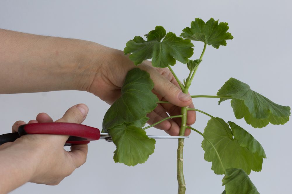 Woman hand holding stem of geranium to cut it by scissor to make stalk to plant it