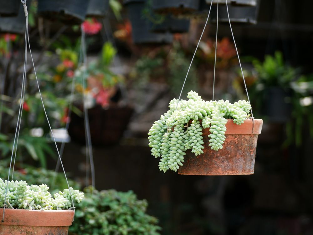 donkey tail or burro's tail in hanging clay pot