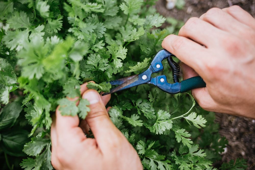 Harvesting cilantro