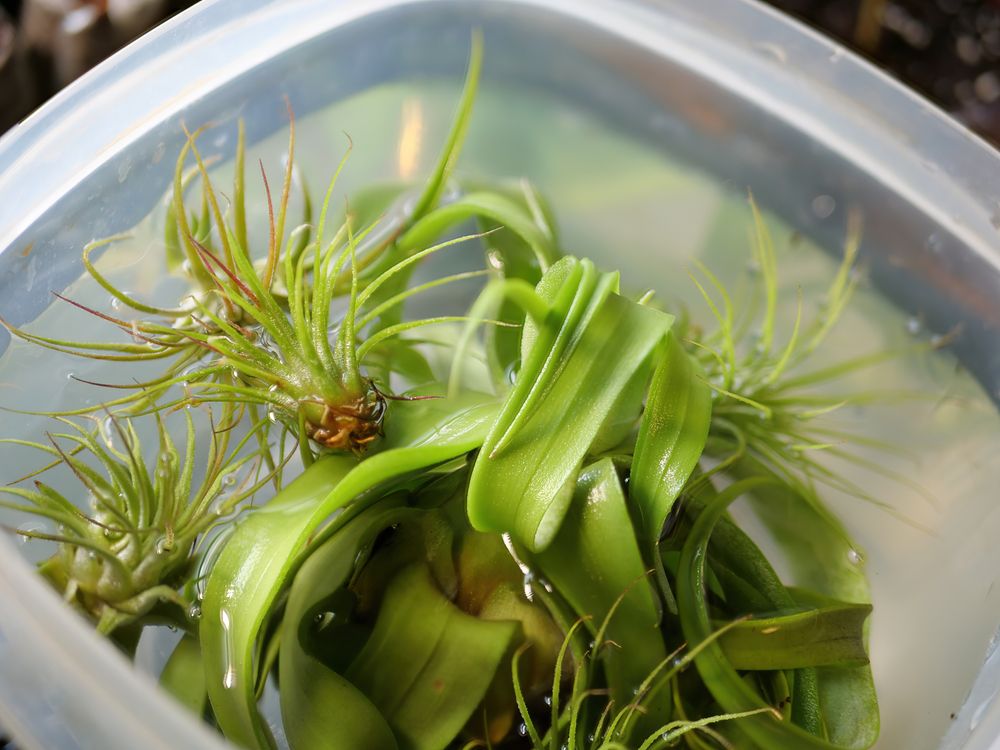 How Often to Water Your Air Plants