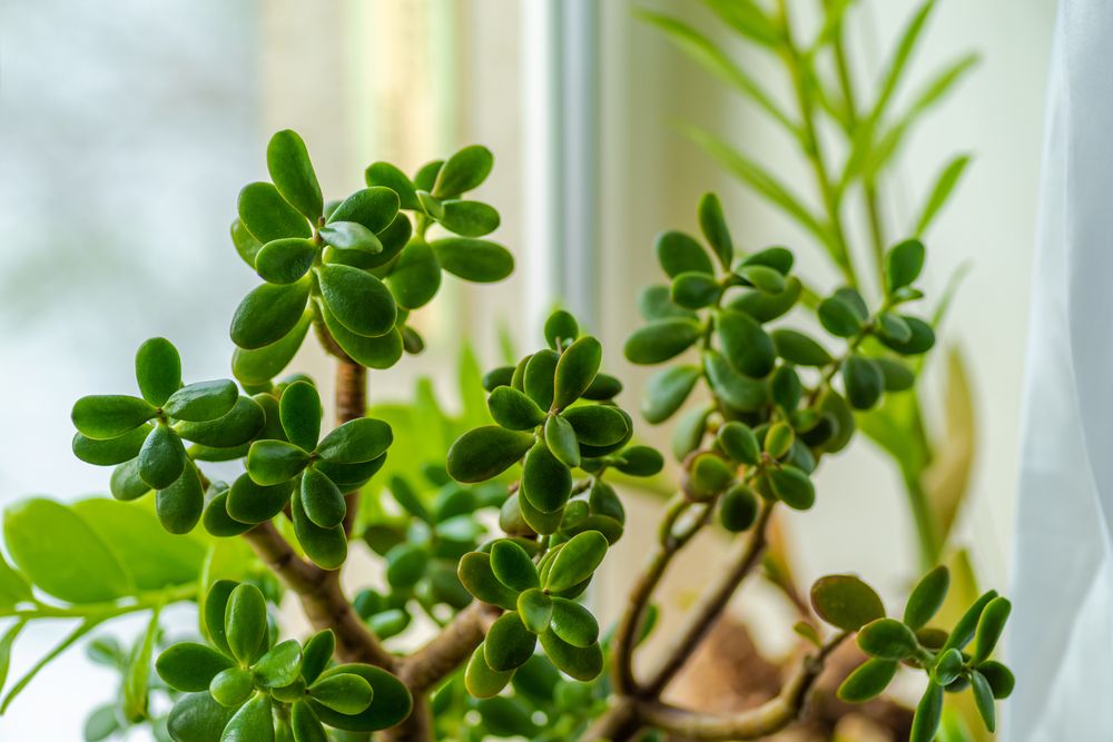 How to Care for Your Jade Plants