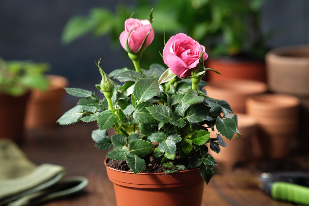 Pink rose in a pot, flower pots, garden tools on background.