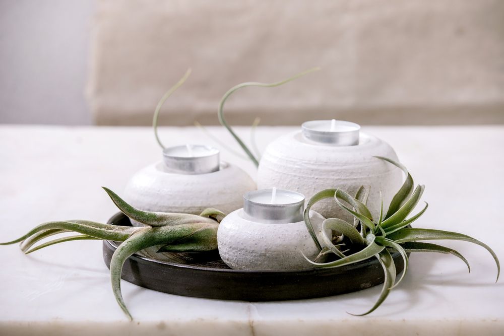 tillandsia air and set of craft ceramic porcelain candle holders
