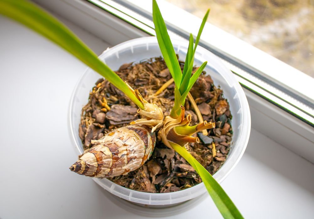 Growing an orchid from a bulb at home