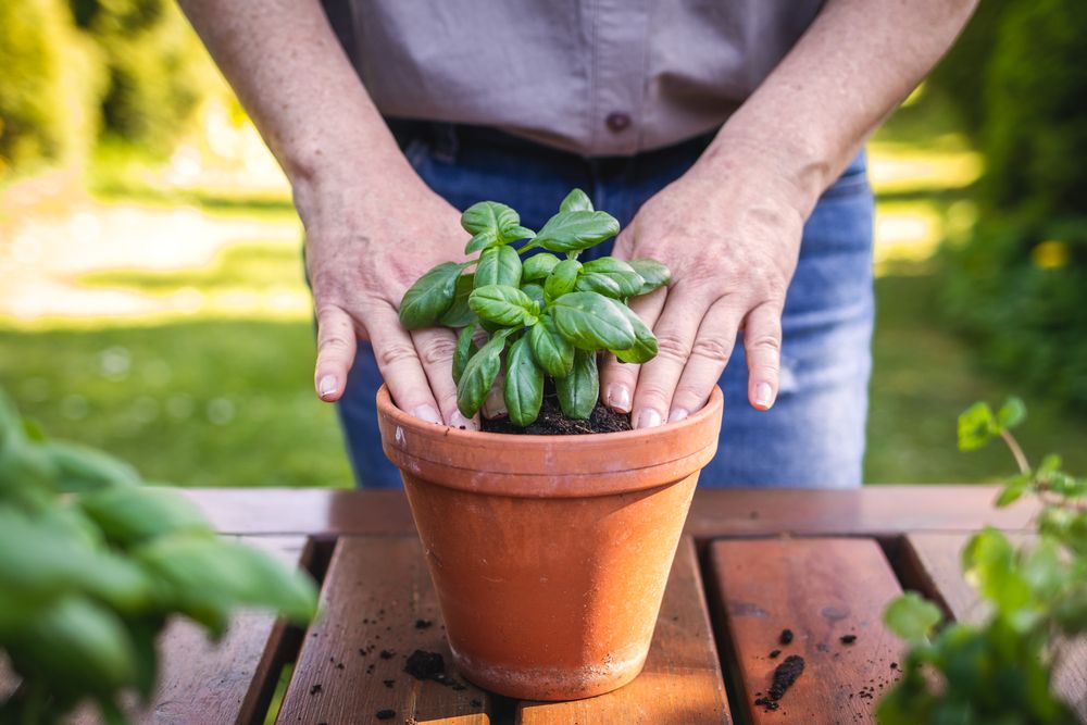 Person planting basil in a container for container garden